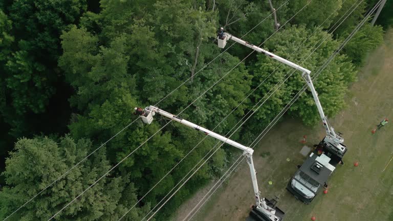  Baldwin, LA Tree Care Services Pros